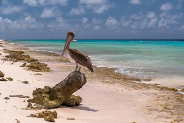 vakantie Bonaire